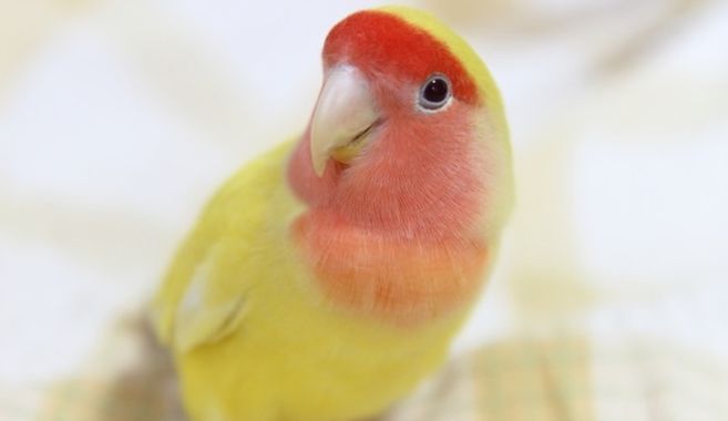 コザクラインコ