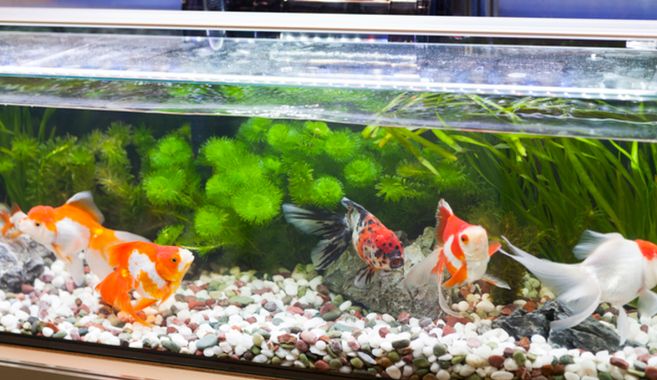 水槽の中の金魚