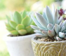 多肉植物の趣味