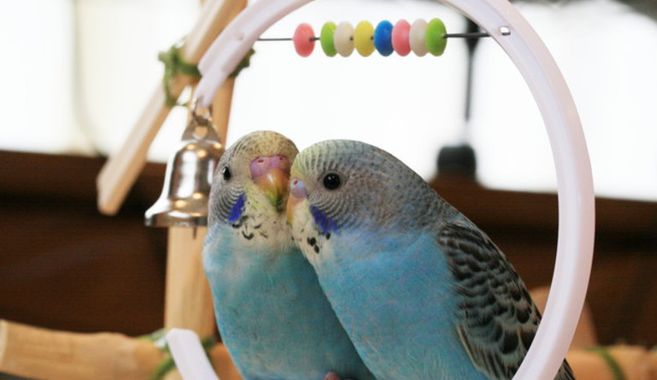 インコ飼育