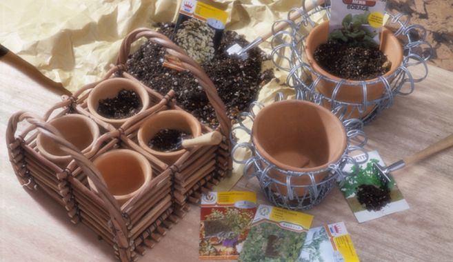 ベランダでミニトマト