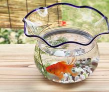 金魚飼育の趣味