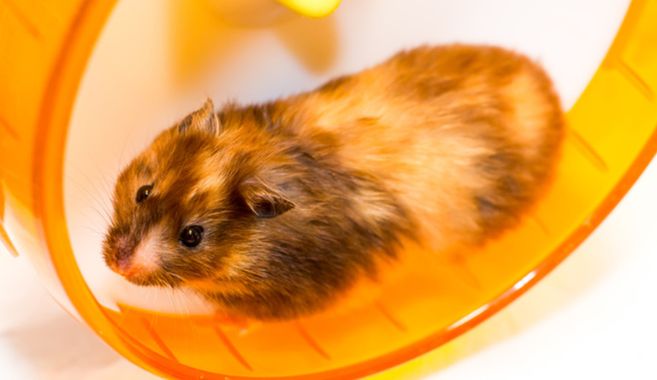 ハムスター