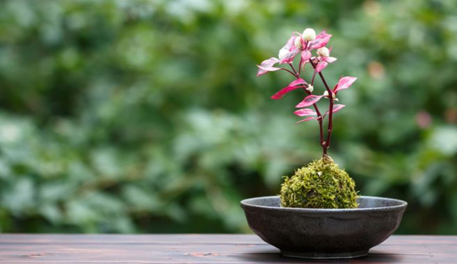 苔栽培・観賞