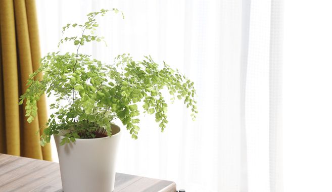 シダ植物観賞