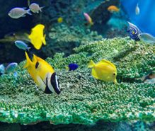 水族館めぐりの趣味