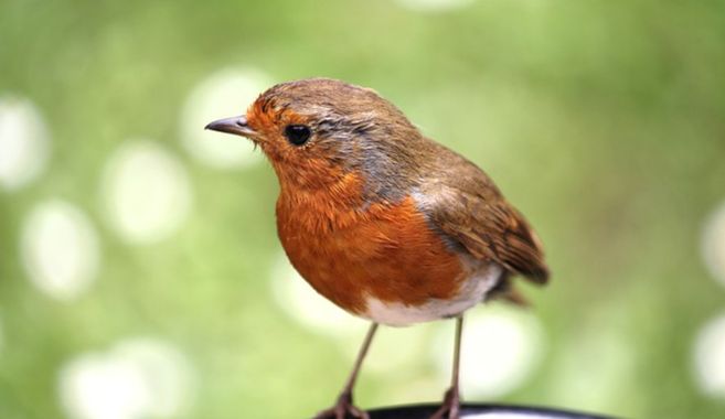 ヨーロッパコマドリ