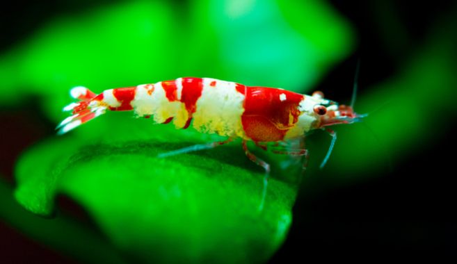 レッドシュリンプの飼育