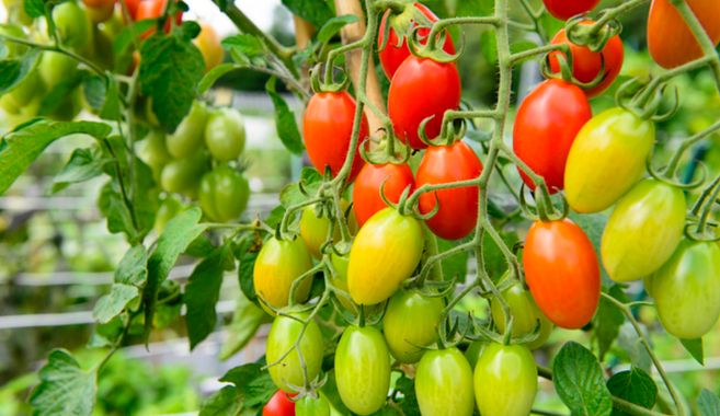 ベランダでミニトマト