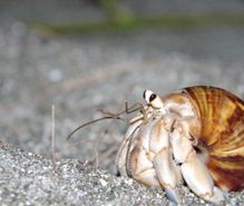 オカヤドカリ飼育の趣味