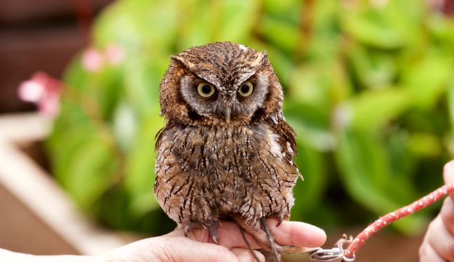 フクロウ飼育