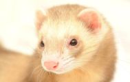 フェレット飼育の趣味