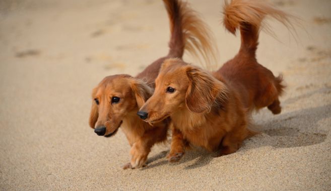 ミニチュアダックスフンド