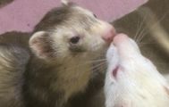 フェレットとの生活