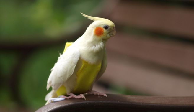 オカメインコ
