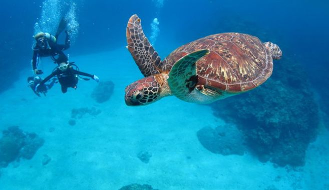 スキューバダイビング