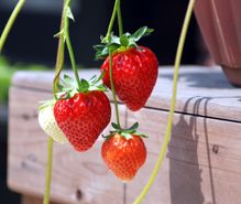 家庭イチゴ栽培の趣味