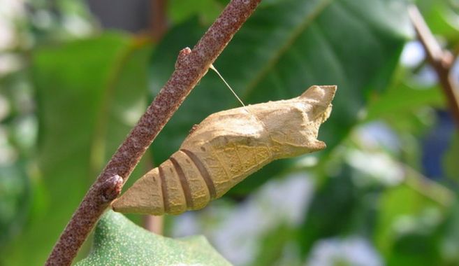 アゲハチョウのさなぎ