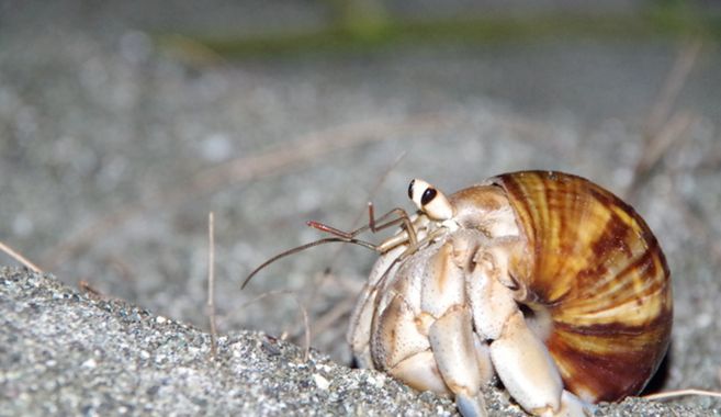 オカヤドカリ飼育
