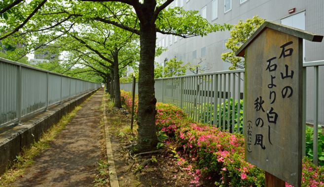 石山の石より白し秋の風