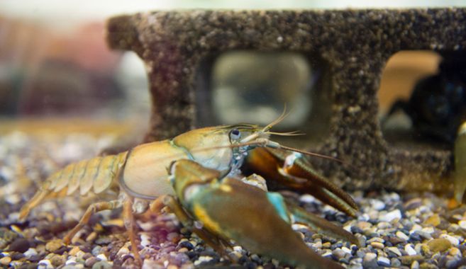 ウチダザリガニ