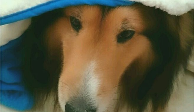 モフモフ犬