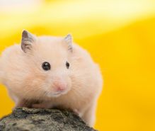 ハムスター飼育の趣味