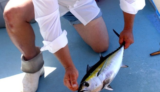 釣れた