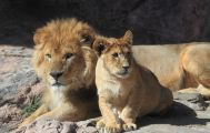 動物園めぐりの趣味