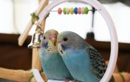 インコ飼育の趣味