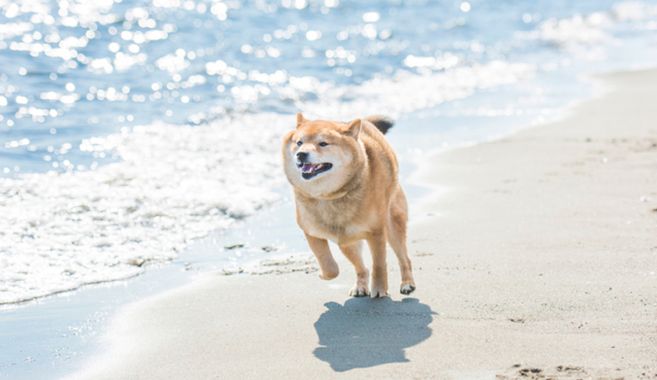柴犬
