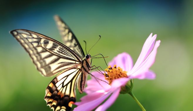 アゲハチョウ飼育