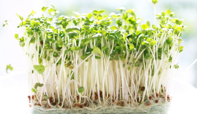 スプラウト栽培