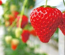 イチゴ狩りの趣味