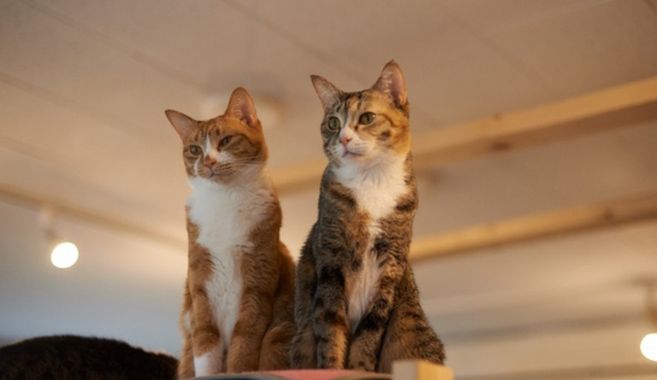 猫カフェ