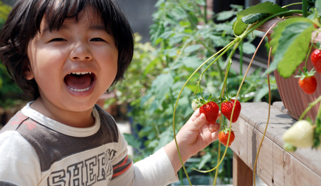 子どもとイチゴ栽培