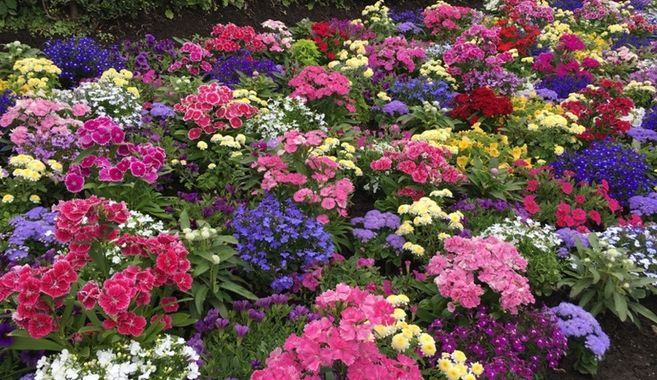 寄せ植えの魅力