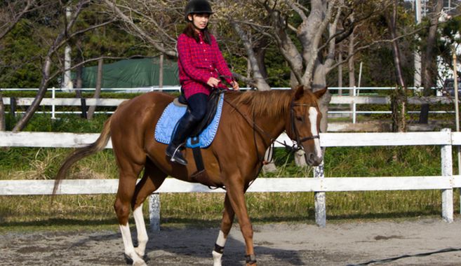 乗馬