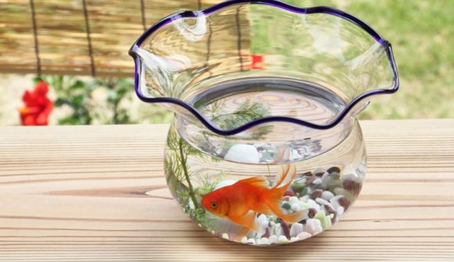 金魚飼育