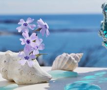 ビーチコーミングの趣味