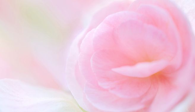 パステルアートの花