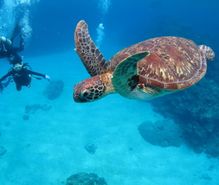 スキューバダイビングの趣味