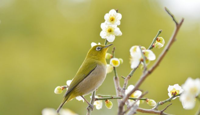 バードウォッチングに出かけよう