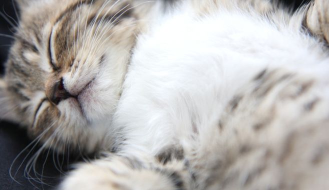 フカフカ猫
