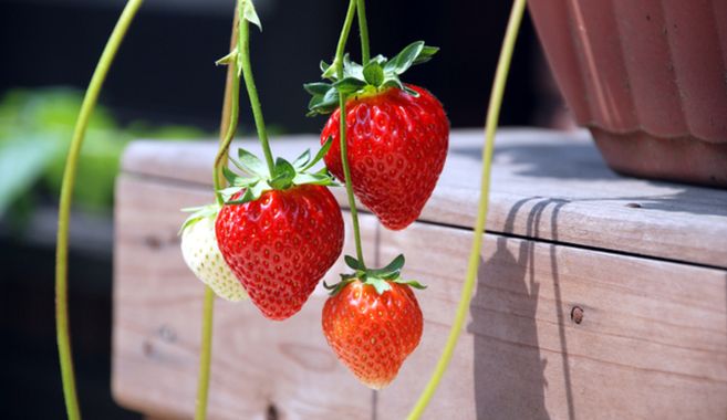 家庭イチゴ栽培