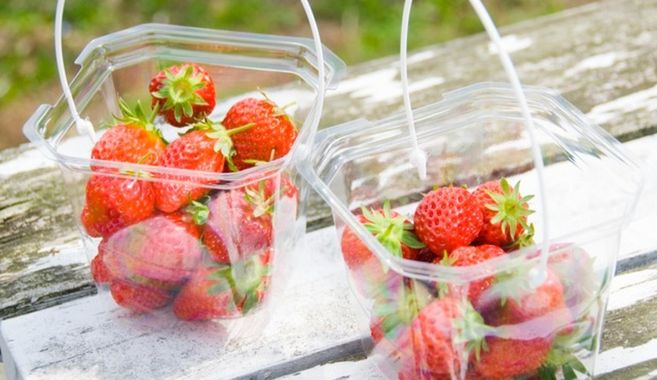 イチゴ狩りまとめ