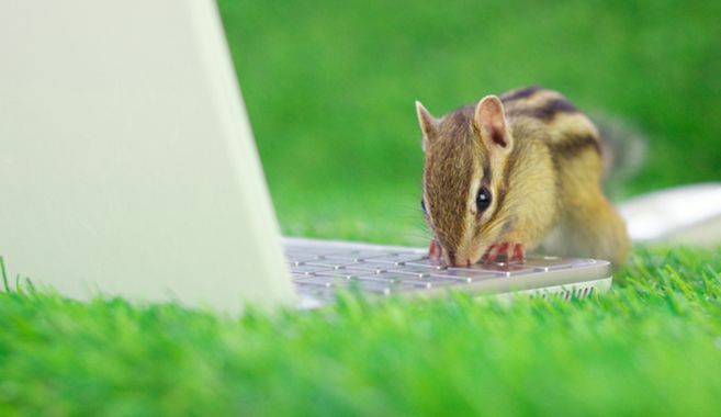 お仕事中のシマリス