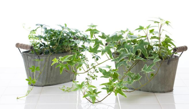 観葉植物3