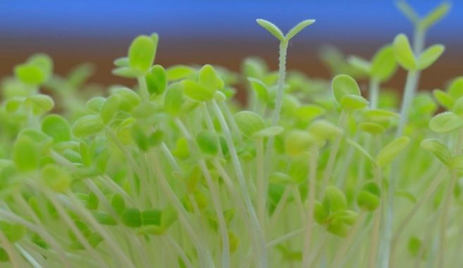 スプラウト新芽