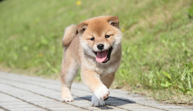 わんちゃんと出会うためには